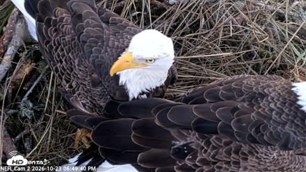 NE Florida Eagles Live Webcam - Oct 23, 2026, 6:50pm EDT