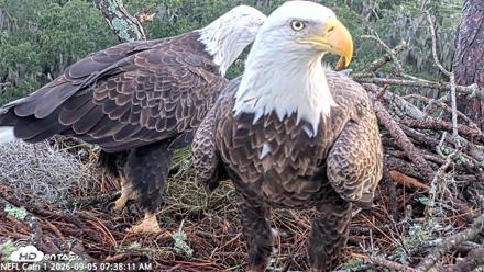 NE Florida Eagles Live Webcam - Sep 5, 2026, 7:39am EDT