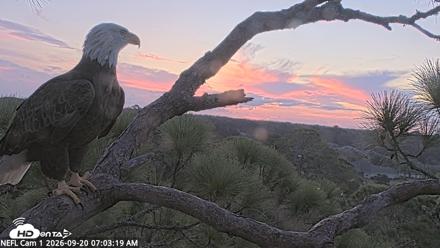 NE Florida Eagles Live Webcam - Sep 20, 2026, 7:04am EDT