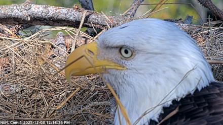 NE Florida Eagles Live Webcam - Dec 3, 2025, 12:19pm EST