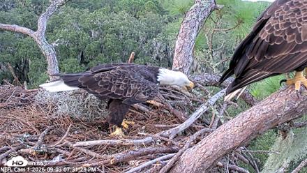 NE Florida Eagles Live Webcam - Sep 3, 2026, 7:32pm EDT