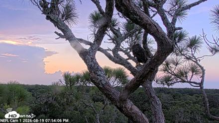 NE Florida Eagles Live Webcam - Aug 19, 2026, 7:55pm EDT
