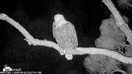 NE Florida Eagles Live Webcam - Aug 24, 2026, 2:28am EDT