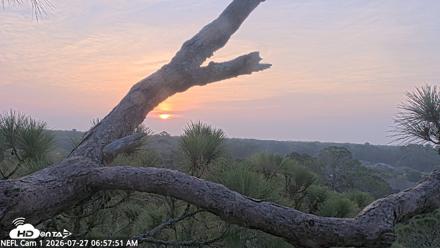 NE Florida Eagles Live Webcam - Jul 27, 2026, 6:58am EDT