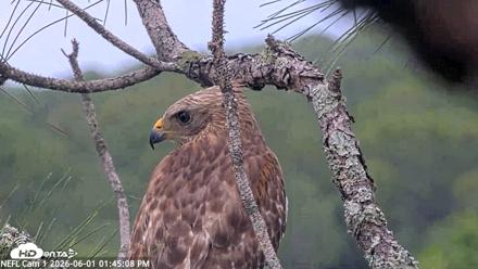 NE Florida Eagles Live Webcam - Jun 1, 2026, 1:46pm EDT