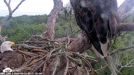 NE Florida Eagles Live Webcam - Apr 27, 2026, 9:32am EDT