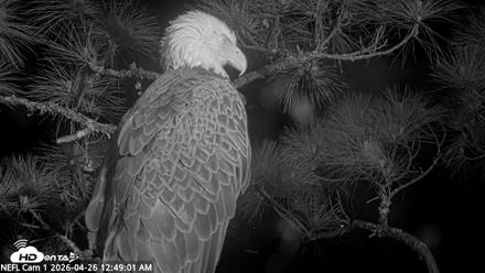 NE Florida Eagles Live Webcam - Apr 26, 2026, 12:49am EDT