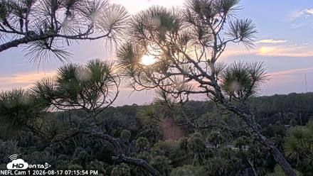 NE Florida Eagles Live Webcam - Aug 17, 2026, 7:16pm EDT