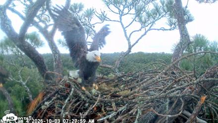 NE Florida Eagles Live Webcam - Oct 3, 2026, 7:28am EDT