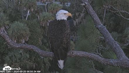 NE Florida Eagles Live Webcam - Sep 20, 2026, 6:51am EDT