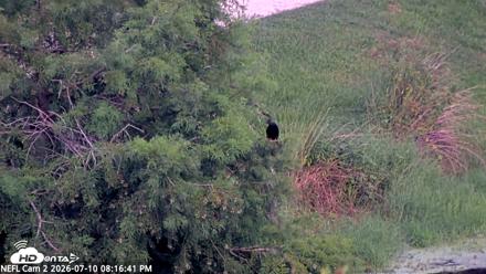 NE Florida Eagles Live Webcam - Jul 10, 2026, 8:17pm EDT