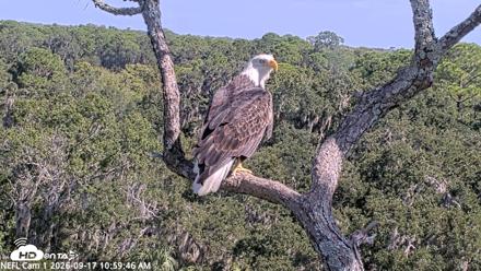 NE Florida Eagles Live Webcam - Sep 17, 2026, 11:00am EDT