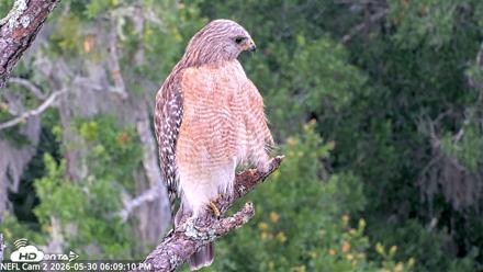 NE Florida Eagles Live Webcam - May 30, 2026, 6:10pm EDT
