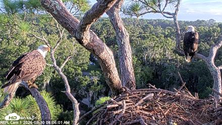 NE Florida Eagles Live Webcam - Aug 30, 2026, 8:07am EDT