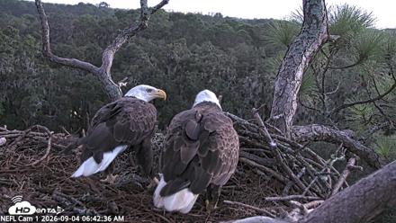 NE Florida Eagles Live Webcam - Sep 4, 2026, 6:43am EDT