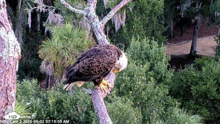 NE Florida Eagles Live Webcam - Sep 2, 2026, 7:19am EDT