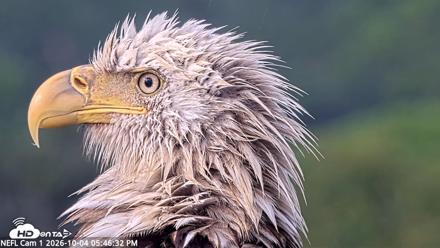 NE Florida Eagles Live Webcam - Oct 4, 2026, 5:47pm EDT