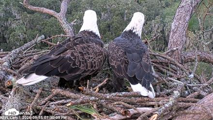NE Florida Eagles Live Webcam - Sep 15, 2026, 7:30pm EDT
