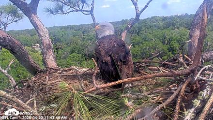 NE Florida Eagles Live Webcam - Apr 20, 2026, 11:45am EDT