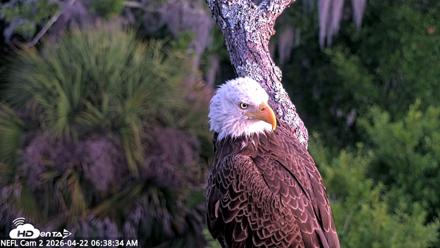 NE Florida Eagles Live Webcam - Apr 22, 2026, 6:39am EDT