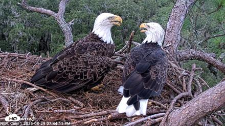 NE Florida Eagles Live Webcam - Aug 29, 2026, 7:45pm EDT