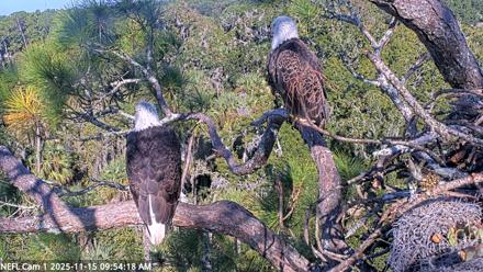 NE Florida Eagles Live Webcam - Nov 15, 2025, 9:55am EST