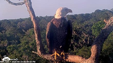 NE Florida Eagles Live Webcam - Apr 24, 2026, 6:59pm EDT