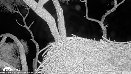NE Florida Eagles Live Webcam - Aug 29, 2026, 6:24am EDT