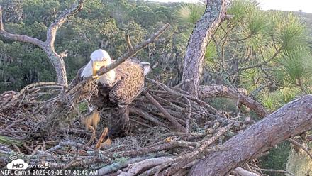 NE Florida Eagles Live Webcam - Sep 8, 2026, 7:41am EDT