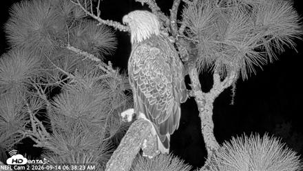 NE Florida Eagles Live Webcam - Sep 14, 2026, 6:39am EDT