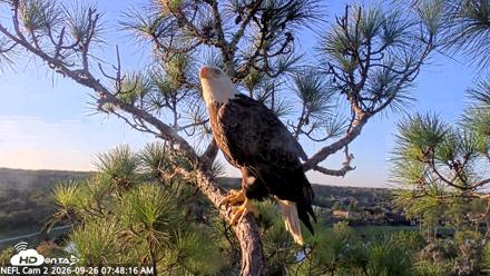 NE Florida Eagles Live Webcam - Sep 26, 2026, 7:49am EDT