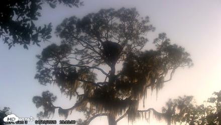 NE Florida Eagles Live Webcam - Apr 10, 2026, 7:13pm EDT