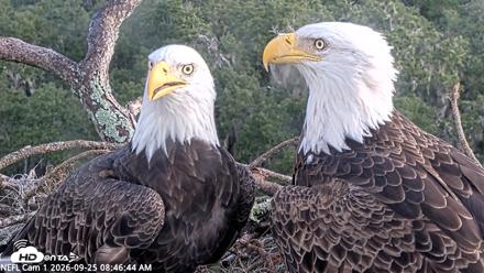 NE Florida Eagles Live Webcam - Sep 25, 2026, 8:47am EDT