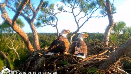 NE Florida Eagles Live Webcam - Sep 16, 2026, 8:34am EDT