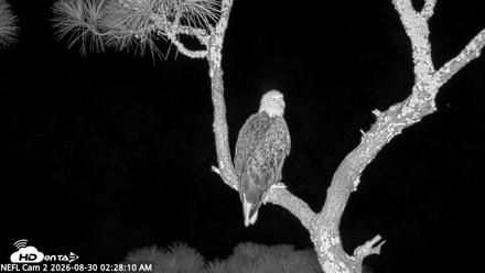 NE Florida Eagles Live Webcam - Aug 30, 2026, 2:29am EDT