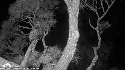 NE Florida Eagles Live Webcam - Apr 11, 2026, 6:20am EDT
