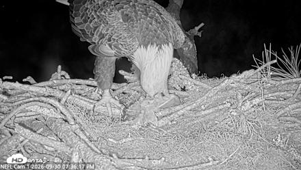 NE Florida Eagles Live Webcam - Sep 30, 2026, 7:37pm EDT