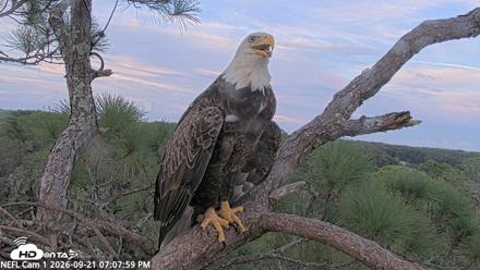 NE Florida Eagles Live Webcam - Sep 21, 2026, 7:08pm EDT