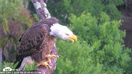NE Florida Eagles Live Webcam - Apr 28, 2026, 6:42am EDT