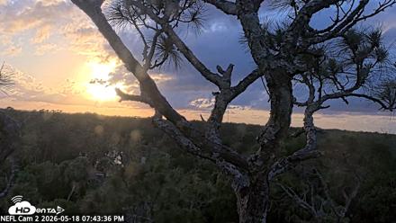 NE Florida Eagles Live Webcam - May 18, 2026, 7:44pm EDT