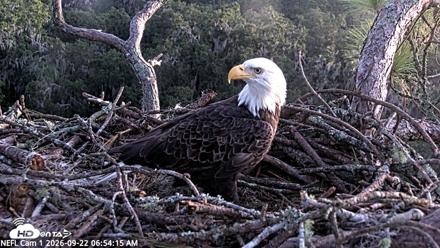 NE Florida Eagles Live Webcam - Sep 22, 2026, 6:55am EDT