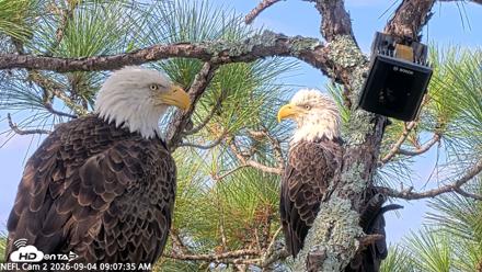 NE Florida Eagles Live Webcam - Sep 4, 2026, 9:08am EDT