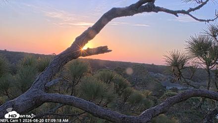 NE Florida Eagles Live Webcam - Aug 20, 2026, 7:10am EDT