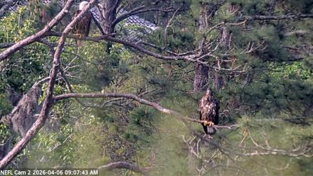 NE Florida Eagles Live Webcam - Apr 6, 2026, 9:08am EDT