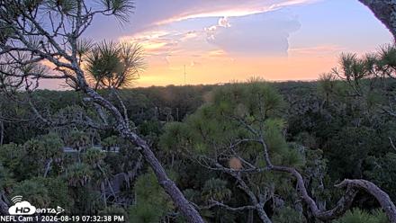 NE Florida Eagles Live Webcam - Aug 19, 2026, 7:33pm EDT