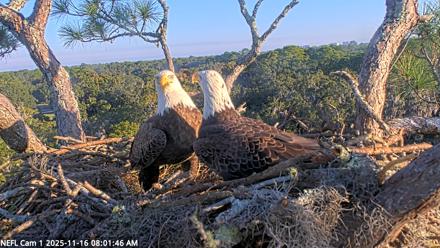 NE Florida Eagles Live Webcam - Nov 16, 2025, 8:02am EST