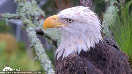 NE Florida Eagles Live Webcam - Aug 20, 2026, 7:13pm EDT