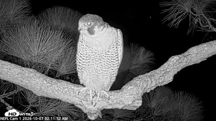 NE Florida Eagles Live Webcam - Oct 7, 2026, 2:12am EDT