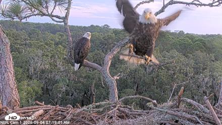 NE Florida Eagles Live Webcam - Sep 4, 2026, 7:19am EDT