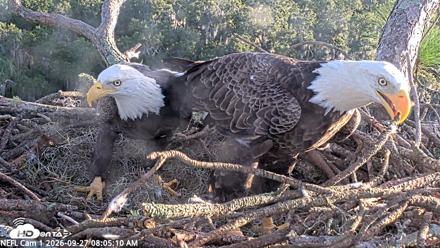 NE Florida Eagles Live Webcam - Sep 27, 2026, 8:06am EDT